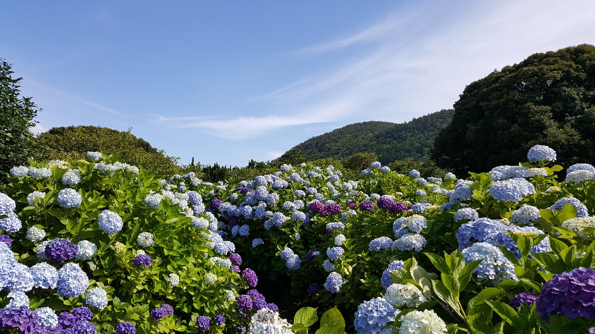 6월 수국길