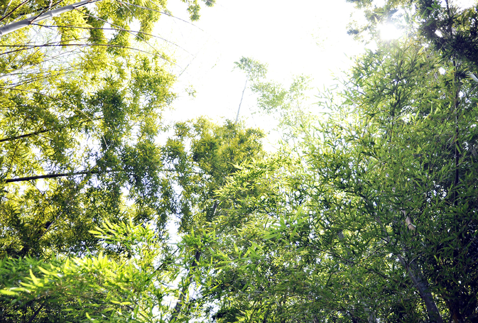 대나무숲